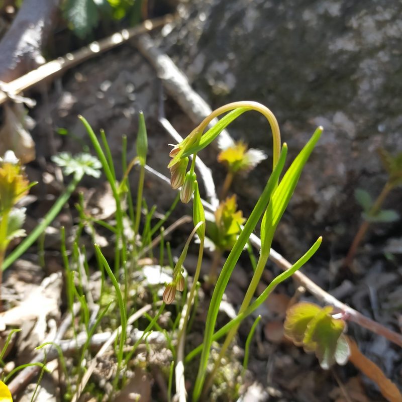 Gagea triflora, photographed by Viola Alekseeva