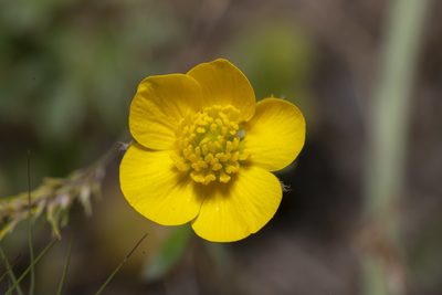 Ranunculus paludosus, photographed by Eleftherios Katsillis