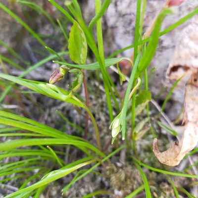 Gagea triflora, photographed by Viola Alekseeva