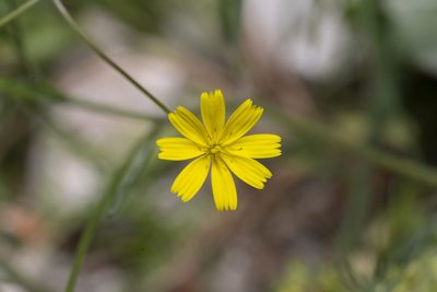 Rhagadiolus stellatus, photographed by Eleftherios Katsillis