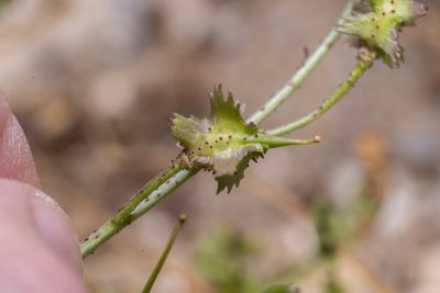 Bunias erucago, photographed by Eleftherios Katsillis
