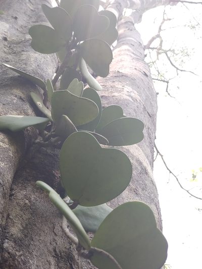 Hoya kerrii, photographed by Utain Pummarin