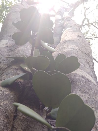 Hoya kerrii, photographed by Utain Pummarin