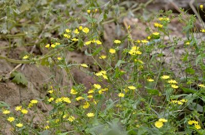 Crepidiastrum sonchifolium, photographed by Zinogre