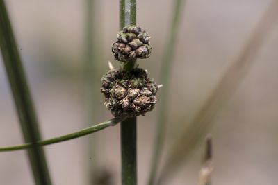 Scirpoides holoschoenus, photographed by Eleftherios Katsillis