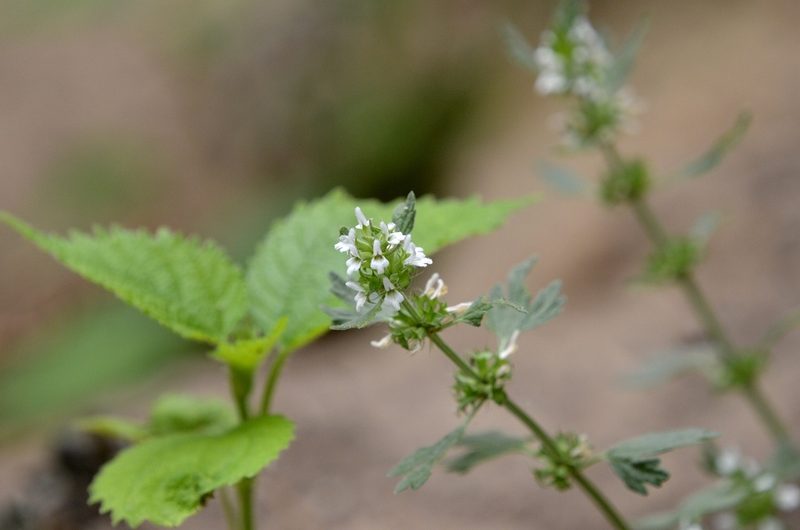 Lagopsis supina, photographed by Zinogre