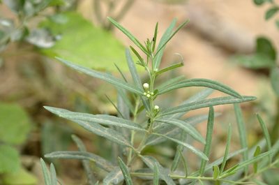 Cynanchum thesioides, photographed by Zinogre