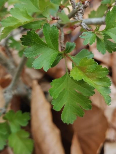 Crataegus rhipidophylla, photographed by Ljaž