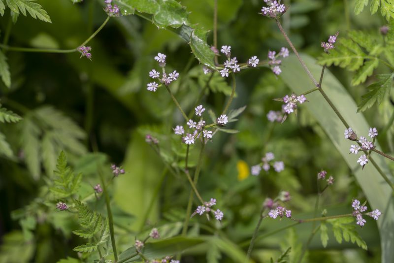 Torilis leptophylla, photographed by Eleftherios Katsillis