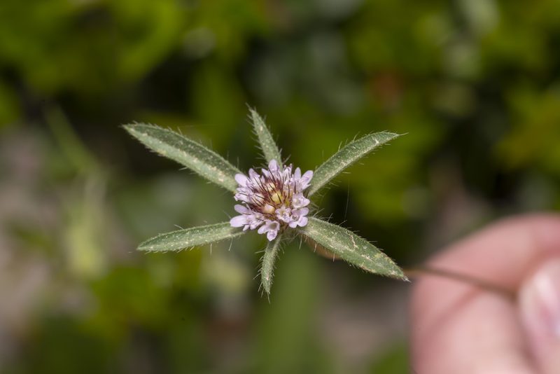 Lomelosia divaricata, photographed by Eleftherios Katsillis