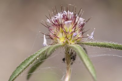 Lomelosia divaricata, photographed by Eleftherios Katsillis