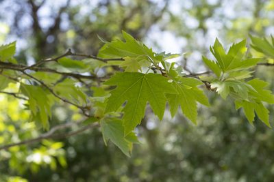 Platanus orientalis, photographed by Eleftherios Katsillis