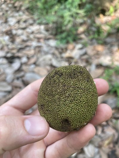 Artocarpus chama, photographed by John Kenrick Gibson