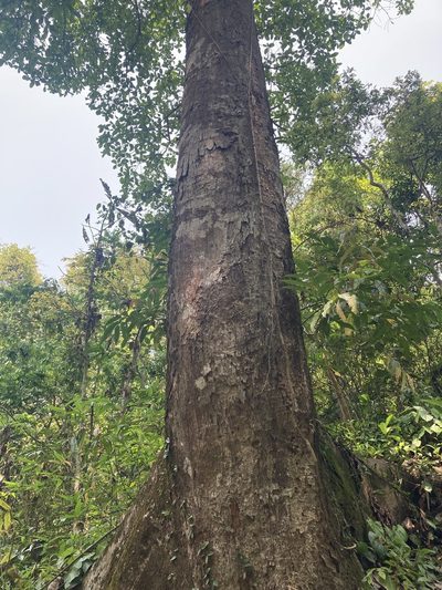 Artocarpus chama, photographed by John Kenrick Gibson