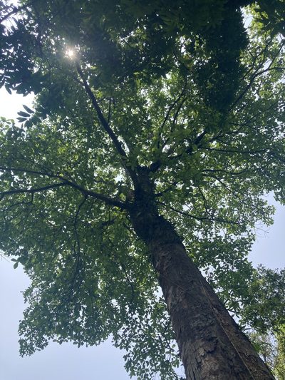 Artocarpus chama, photographed by John Kenrick Gibson