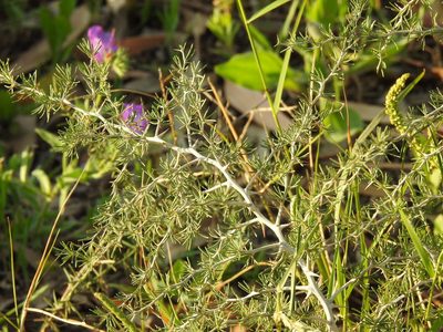 Asparagus albus, photographed by Duarte Frade