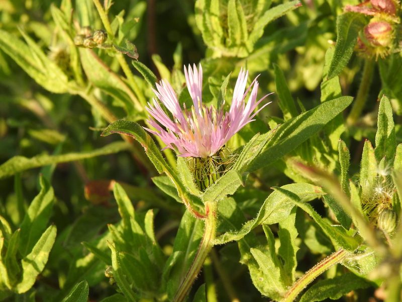 Centaurea pullata, photographed by Duarte Frade