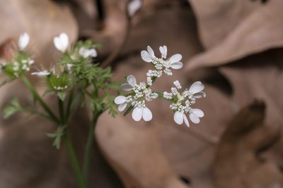 Orlaya daucoides, photographed by Eleftherios Katsillis