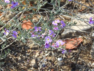 Marcus-kochia littorea, photographed by Duarte Frade
