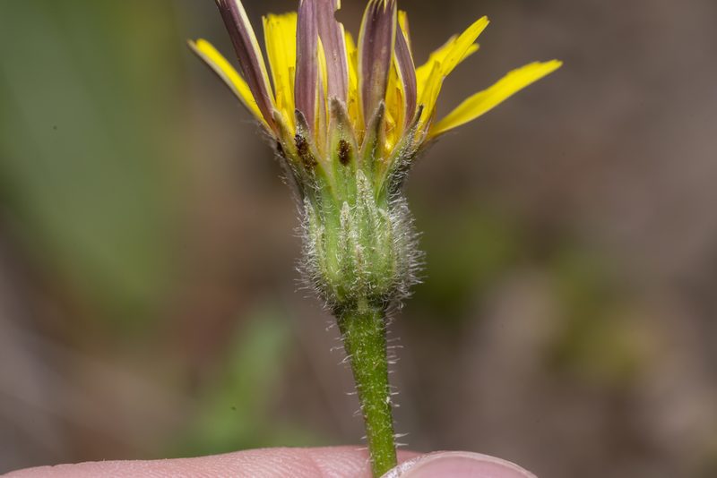 Leontodon tuberosus, photographed by Eleftherios Katsillis