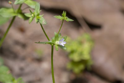 Campanula erinus, photographed by Eleftherios Katsillis