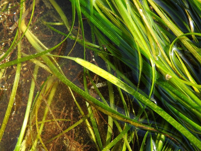 Zostera noltii, photographed by Duarte Frade