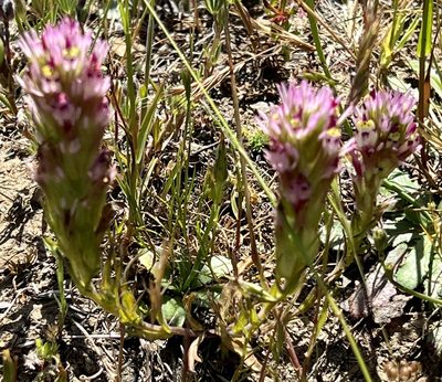Castilleja densiflora, photographed by Chuck Wilson