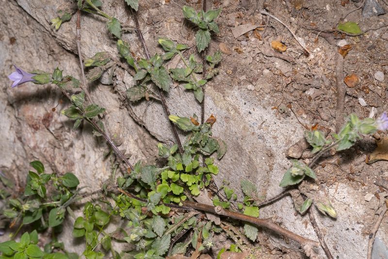 Campanula hagielia, photographed by Eleftherios Katsillis