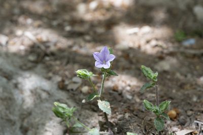Campanula hagielia, photographed by Eleftherios Katsillis