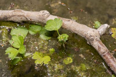 Ranunculus muricatus, photographed by Eleftherios Katsillis