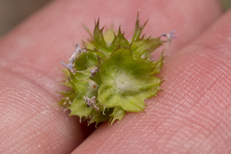 Valeriana obtusiloba, photographed by Eleftherios Katsillis