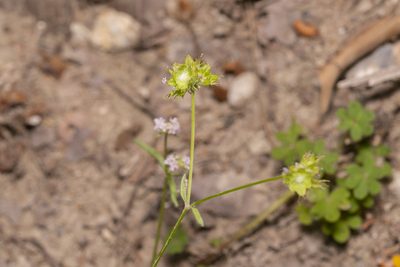 Valeriana obtusiloba, photographed by Eleftherios Katsillis