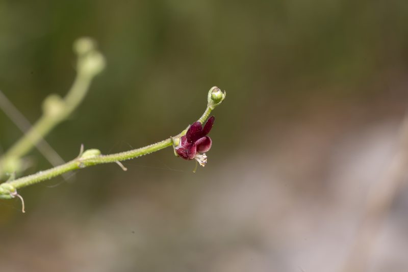 Scrophularia lucida, photographed by Eleftherios Katsillis