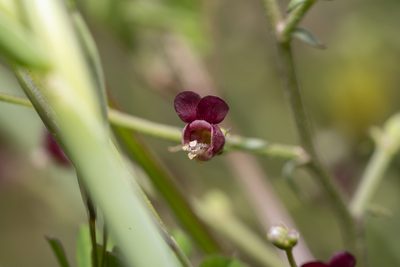 Scrophularia lucida, photographed by Eleftherios Katsillis