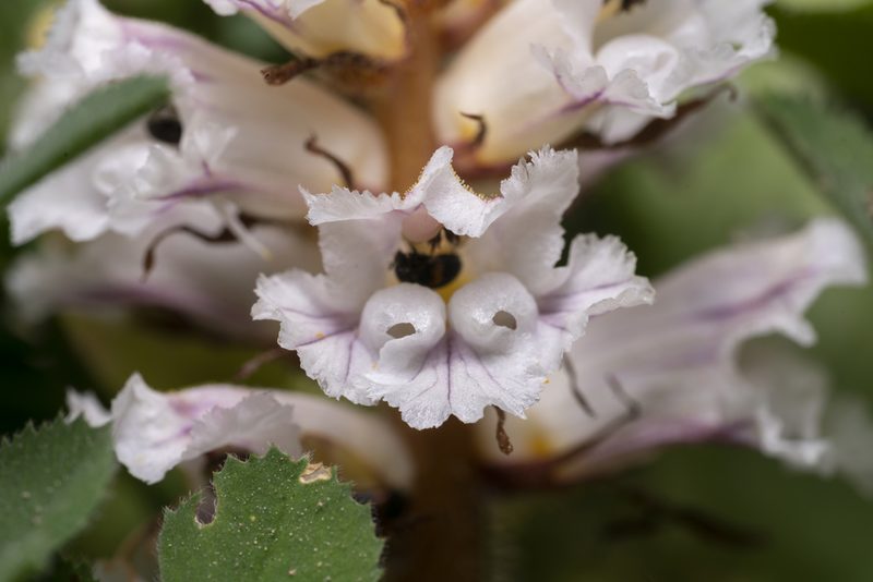 Orobanche crenata, photographed by Eleftherios Katsillis
