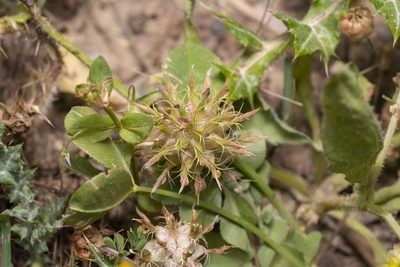 Trifolium spumosum, photographed by Eleftherios Katsillis