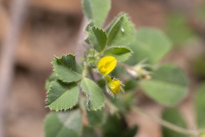Medicago truncatula, photographed by Eleftherios Katsillis