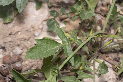 Raphanus raphanistrum, photographed by Eleftherios Katsillis