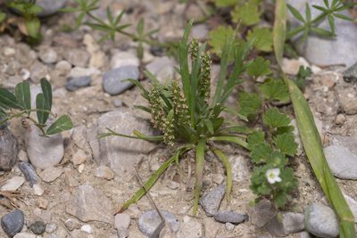 Plantago weldenii, photographed by Eleftherios Katsillis