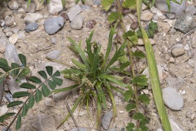 Plantago weldenii, photographed by Eleftherios Katsillis