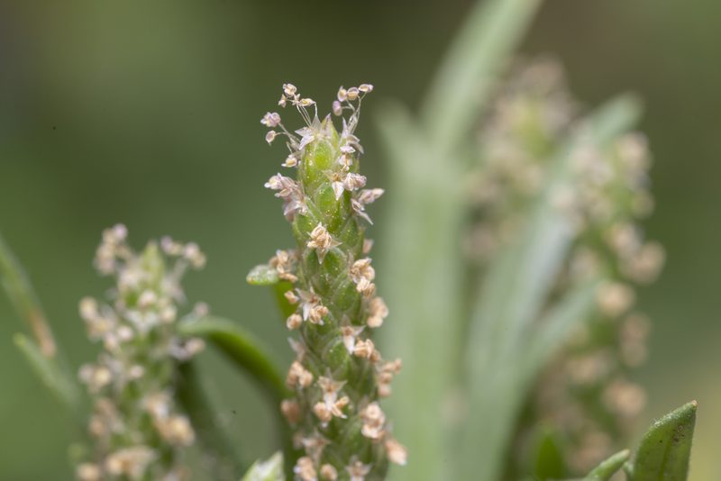 Plantago weldenii, photographed by Eleftherios Katsillis