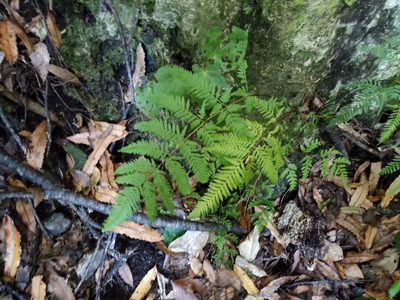 Pteris tremula, photographed by Sunita Singh