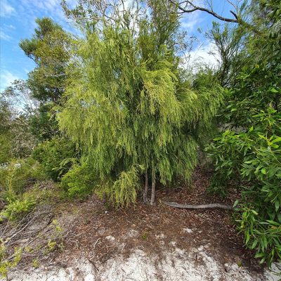 Exocarpos cupressiformis, photographed by ronavery