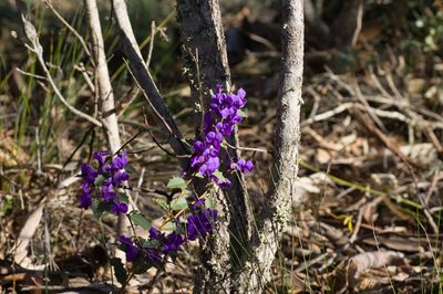 Hovea chorizemifolia, photographed by Hugo Innes