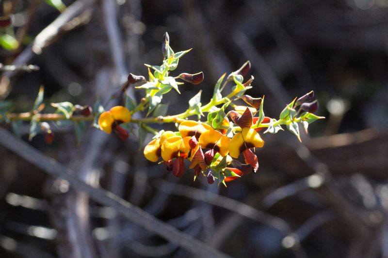 Daviesia cardiophylla, photographed by Hugo Innes