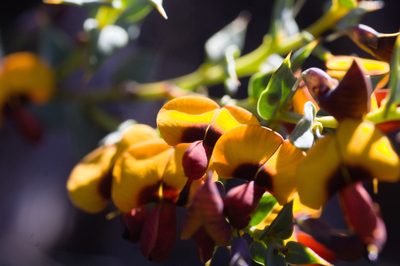 Daviesia cardiophylla, photographed by Hugo Innes