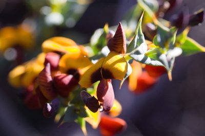 Daviesia cardiophylla, photographed by Hugo Innes