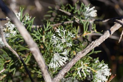 Hakea lissocarpha, photographed by Hugo Innes