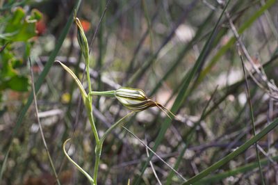 Pterostylis recurva, photographed by Hugo Innes