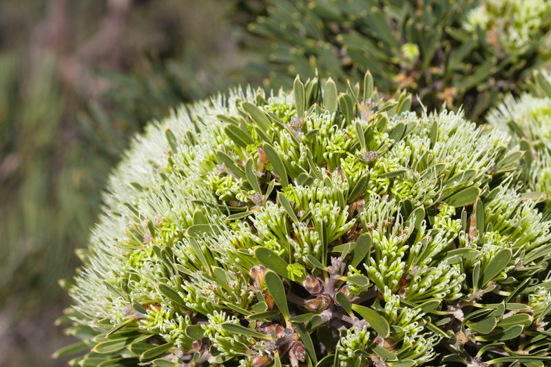 Hakea corymbosa, photographed by Hugo Innes